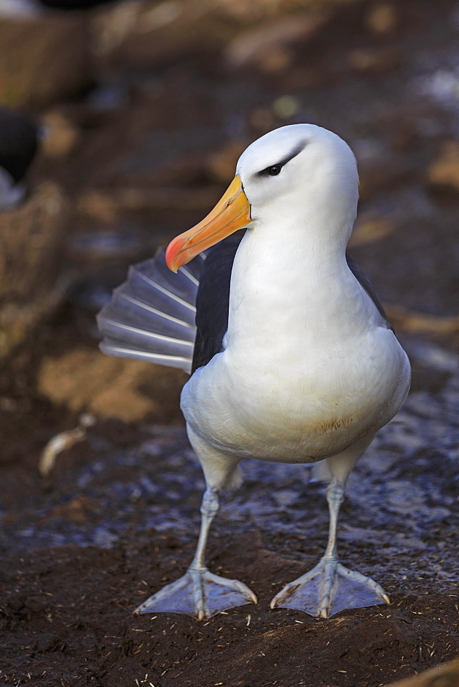 Black-browded albatros on the ground, Falkland Islands