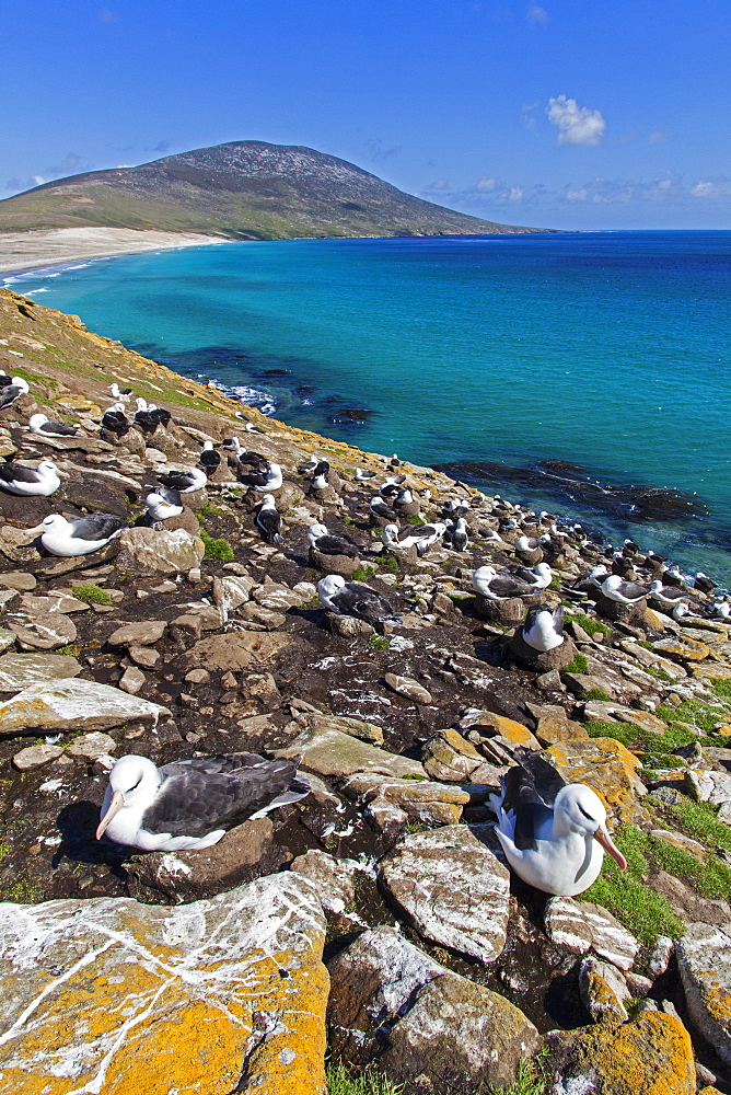 Black-browded albatros nesting colony, Falkland Islands