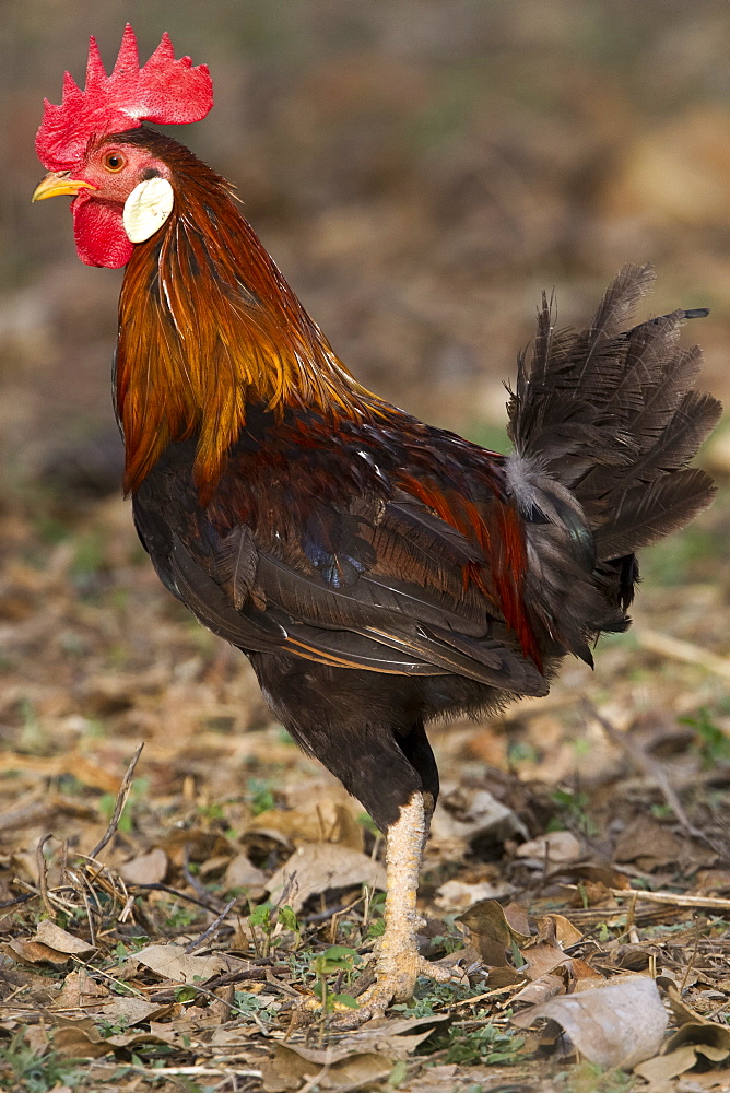 Red Junglefowl on ground, Bandhavgarh NP India