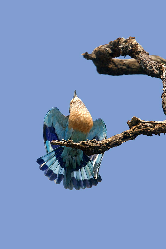 Indian Roller male displaying, Bandhavgarh India 