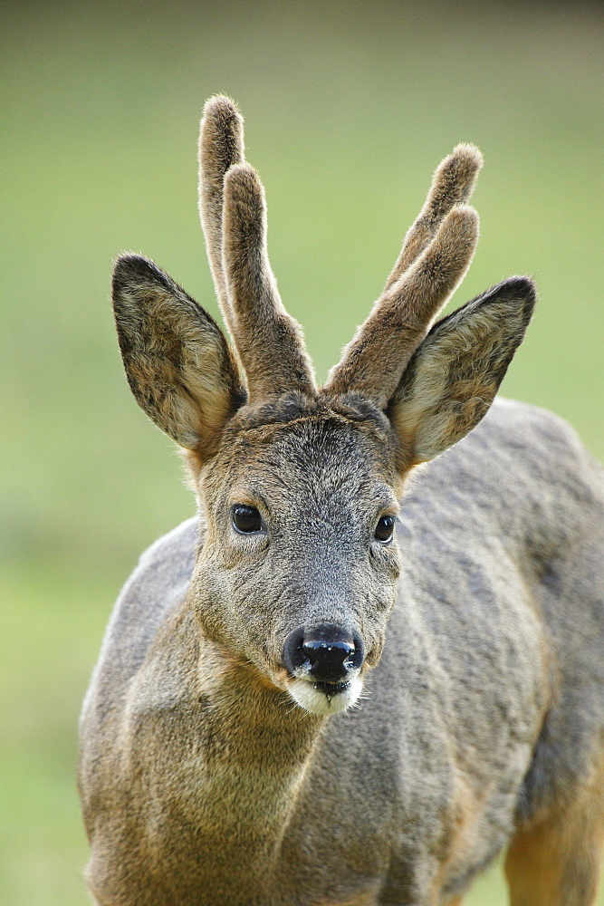 Portrait of Roebuck velvet, Ardennes Belgium 