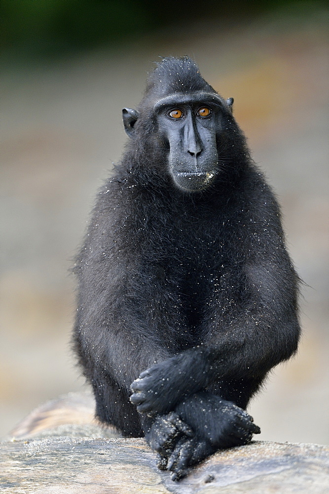 Celebes crested macaque, Indonesia