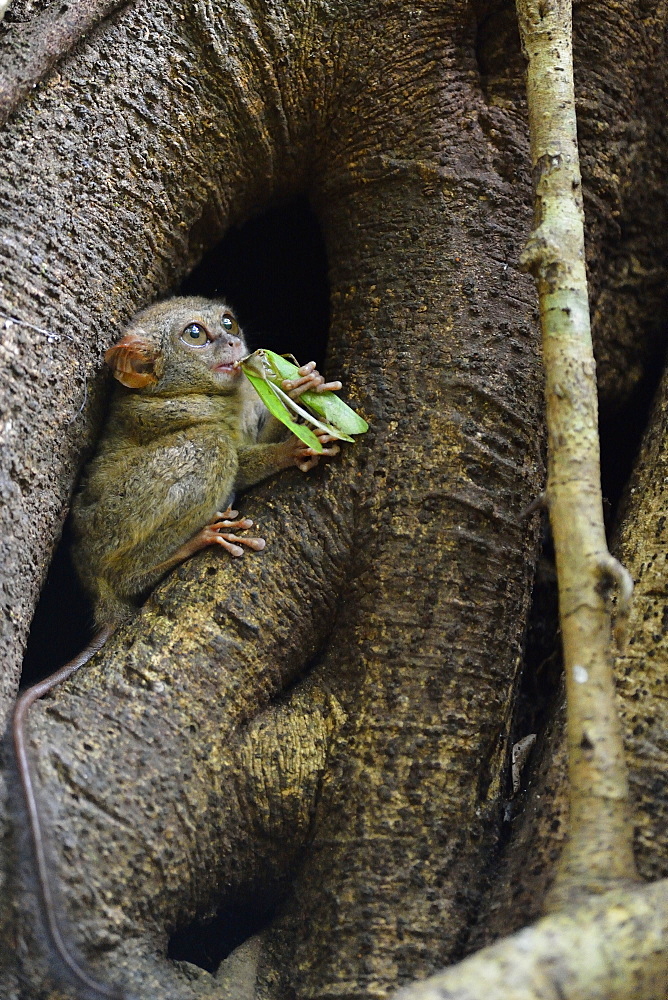 Insect Spectral Tarsier, Sulawesi