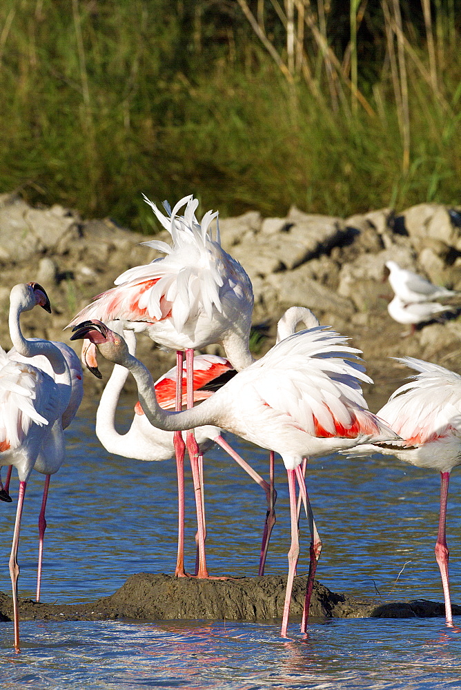 Flamingos at nest, Pont de Gau Camargue France