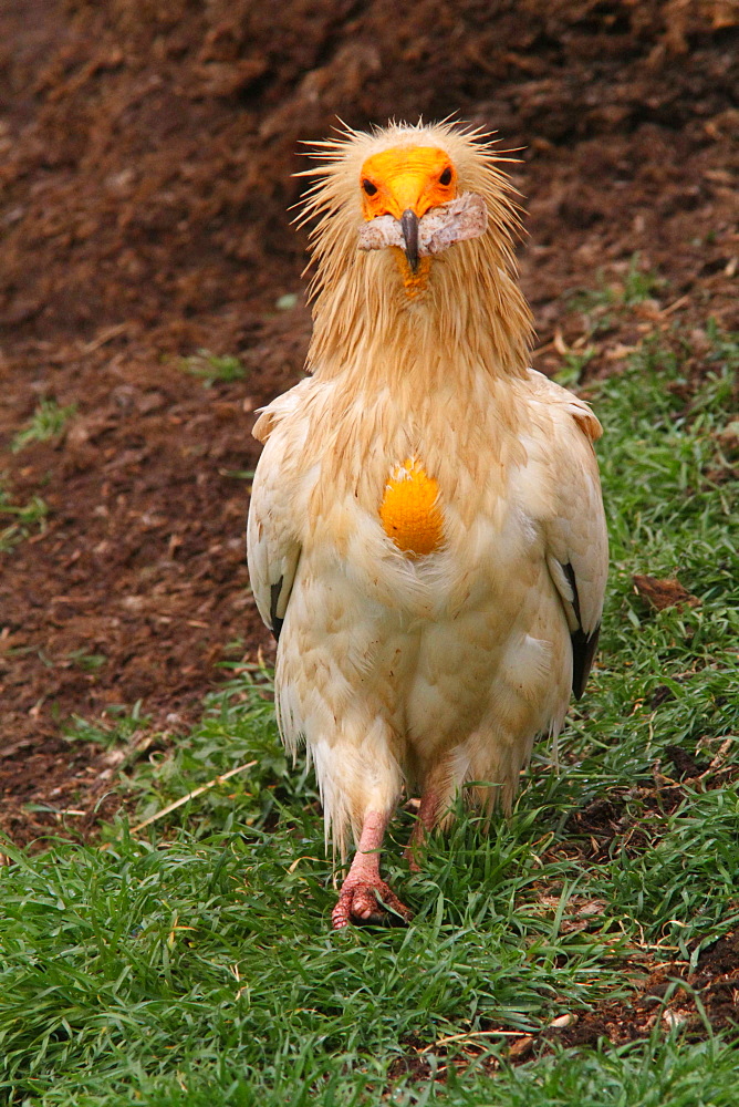 Egyptian Vulture on ground, Spain