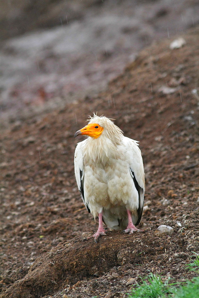 Egyptian Vulture on ground, Spain