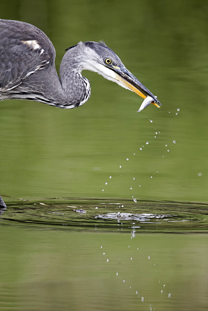 Grey Heron catching fish in water, Midlands Britain UK