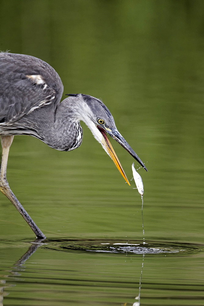 Grey Heron catching fish in water, Midlands Britain UK