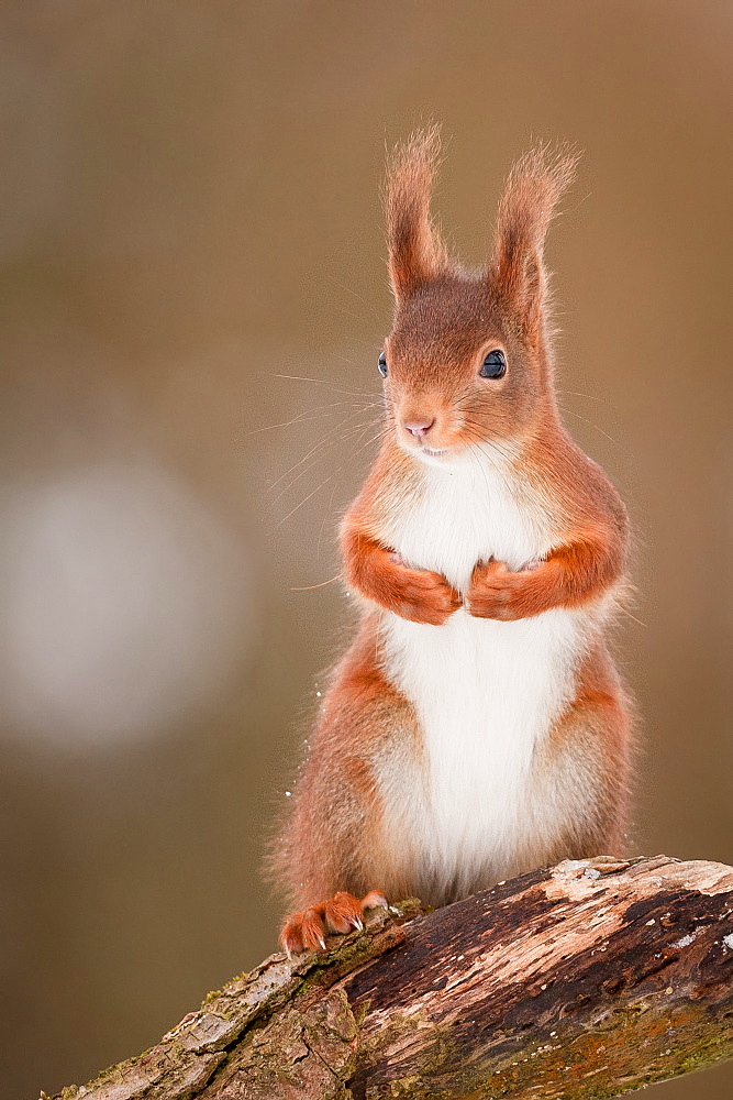 Red squirrel on a stump, Northern Vosges France