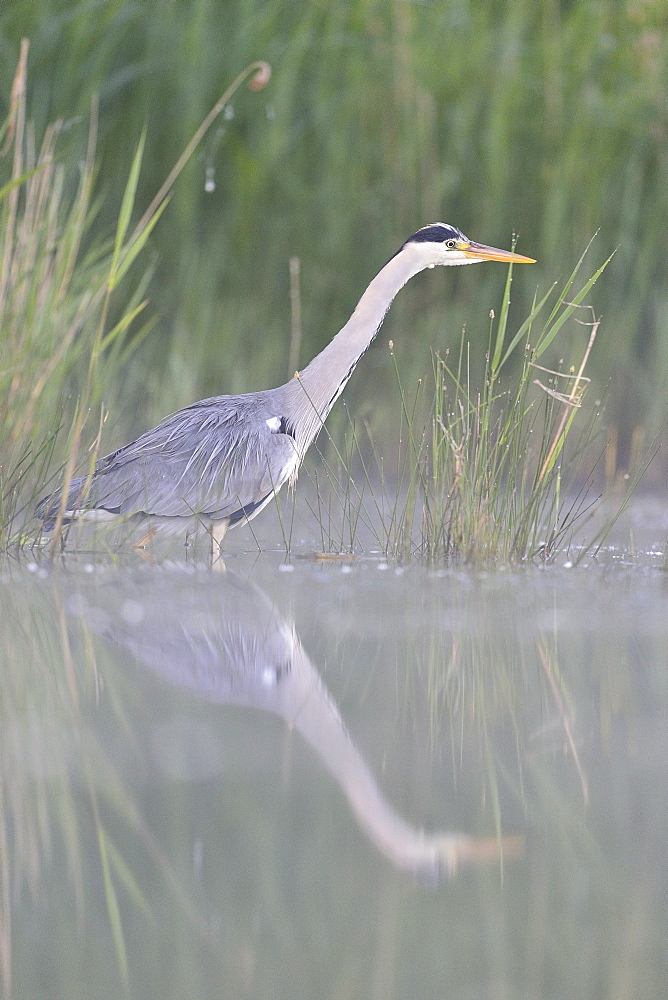 Grey Heron on the prowl in the water, Dombes France