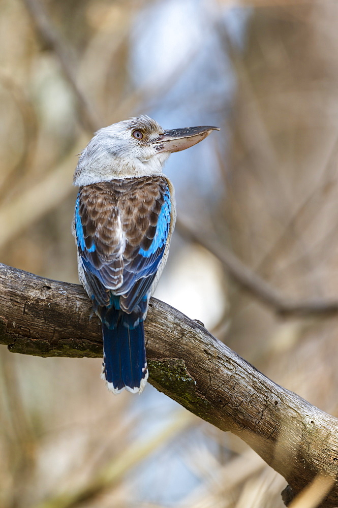 Blue-winged kookaburra in Queensland, Australia