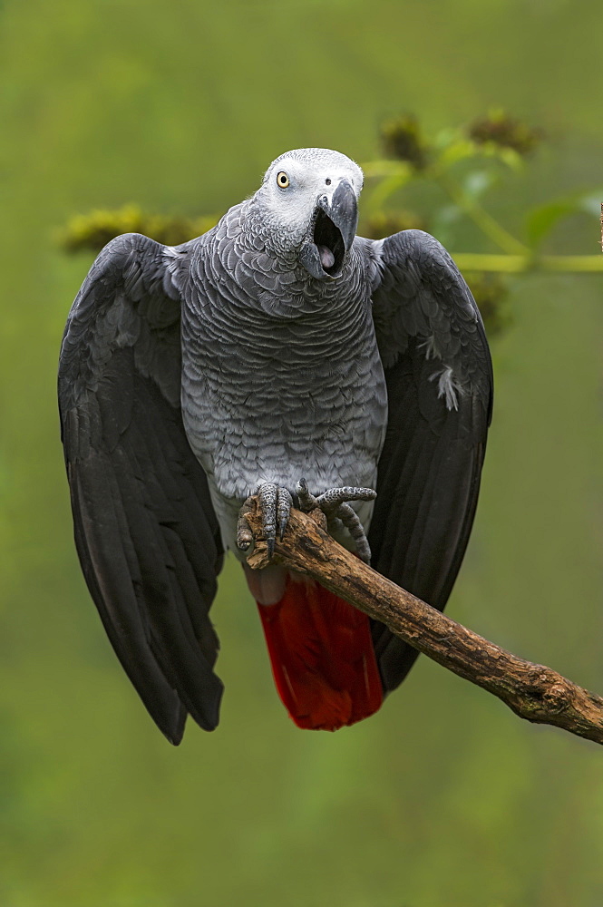 Grey parrot shouting on a branch