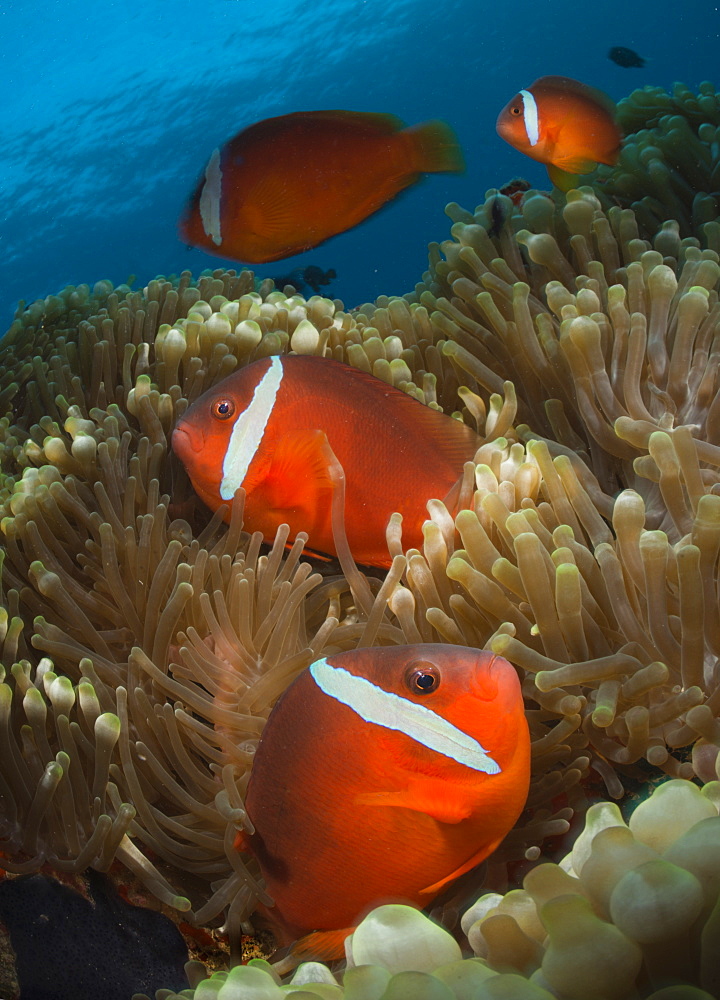 Pink anemonefishes in sea anemones, Fiji Islands