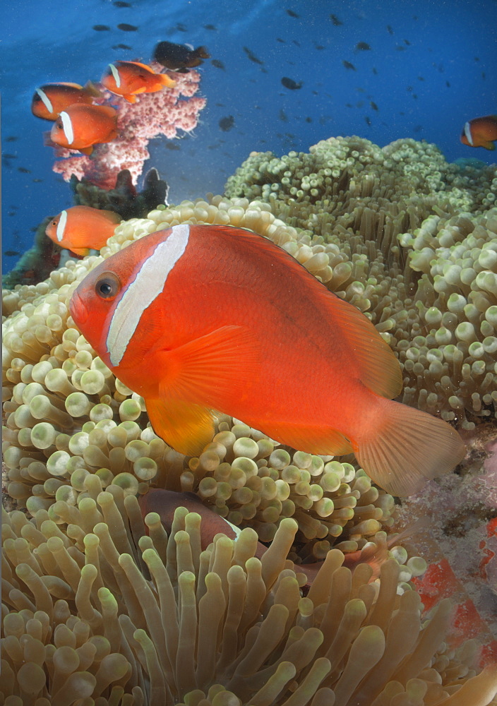 Pink anemonefishes in sea anemones, Fiji Islands