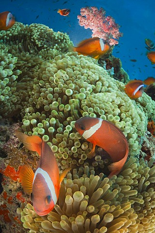 Pink anemonefishes in sea anemones, Fiji Islands