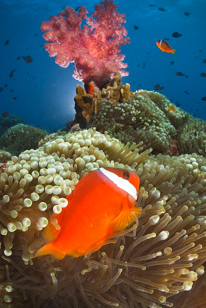 Pink anemonefishes in sea anemones, Fiji Islands