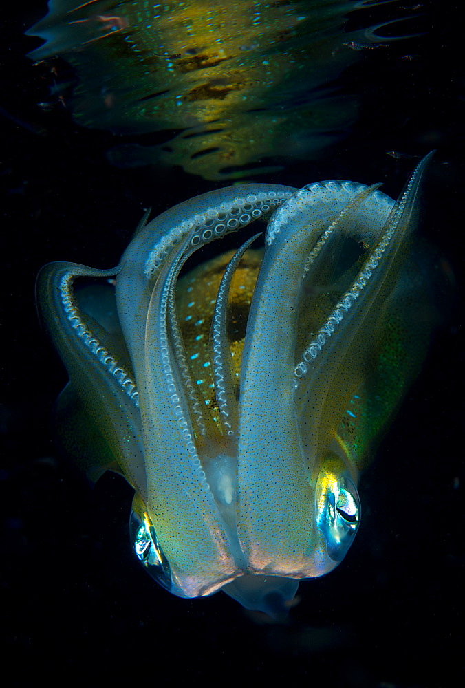 Longfin reefsquid at night, Fiji Islands