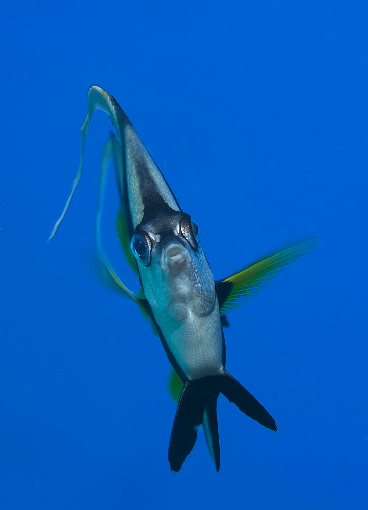 Portrait of pennant bannerfish, Fiji Islands