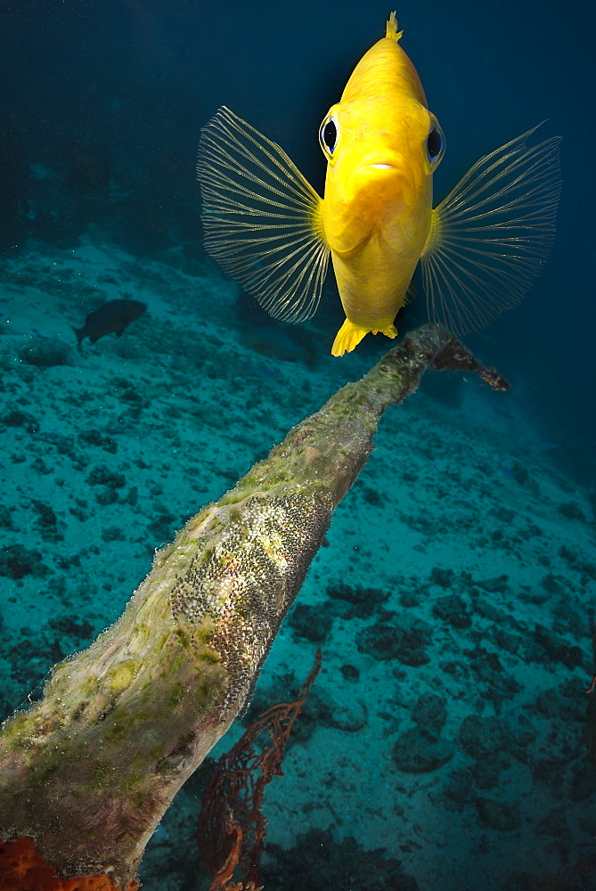 Portrait of Golden damsel prorecting her nest, Fiji Islands