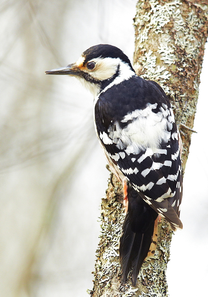 Female White-backed Woodpecker on a tree trunk, Finland