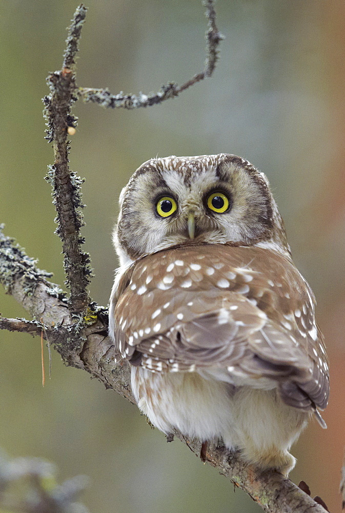 Tengmalm's owl on a tree branch, Finland