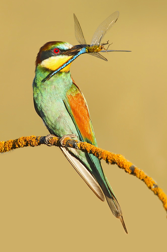 European Bee-eater with prey on a branch, Spain