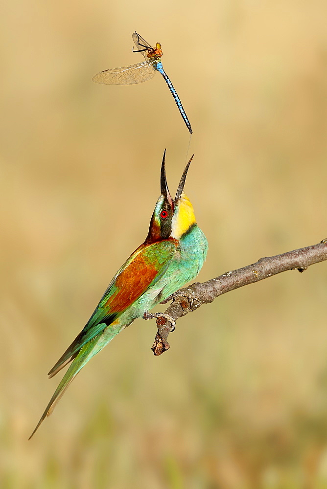 European Bee-eater with prey on a branch, Spain