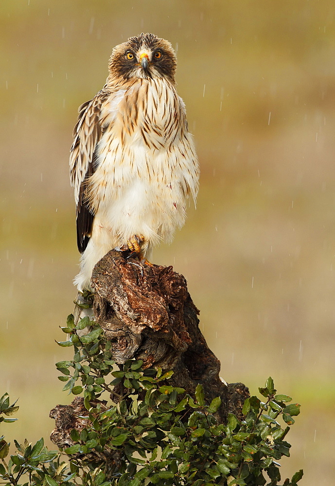 Booted Eagle on a stump, Spain