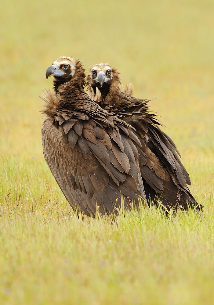 Monk Vultures in grass, Spain