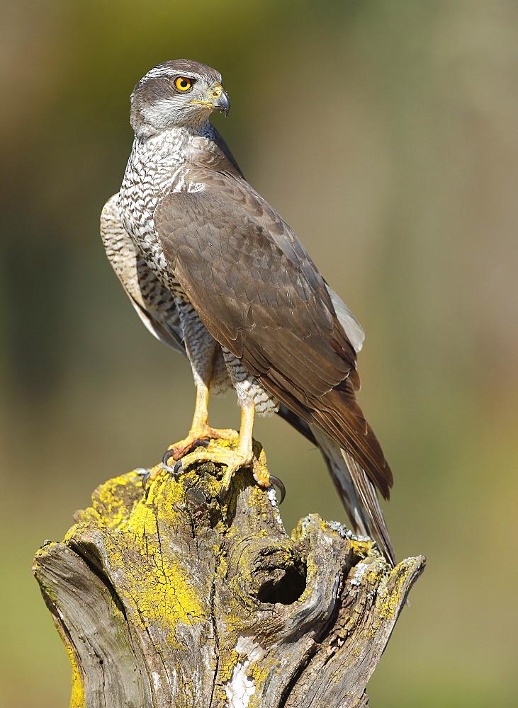 Northern Goshawk on a stump, Spain