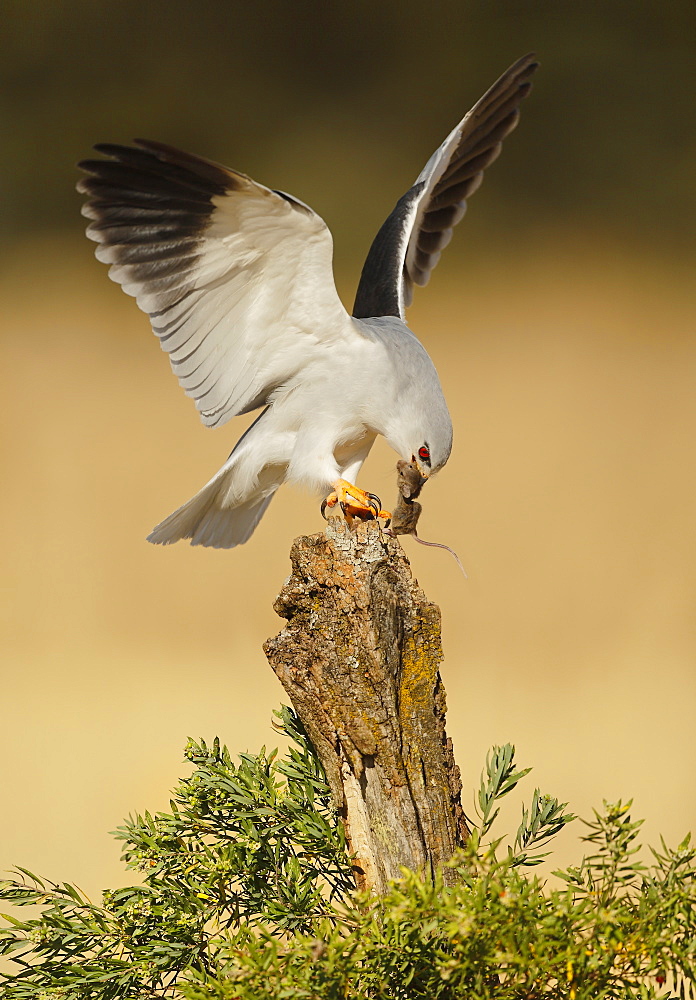 Black-winged Kite and prey on stump, Spain