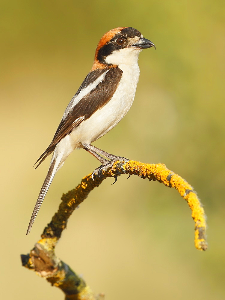 Woodchat Shrike on a branch, Spain