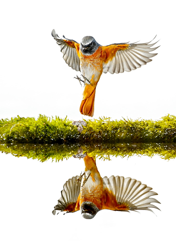 Common Redstart landing and reflection, Spain