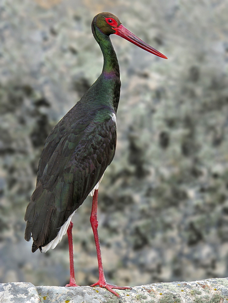 Black Stork on a roof, Spain 