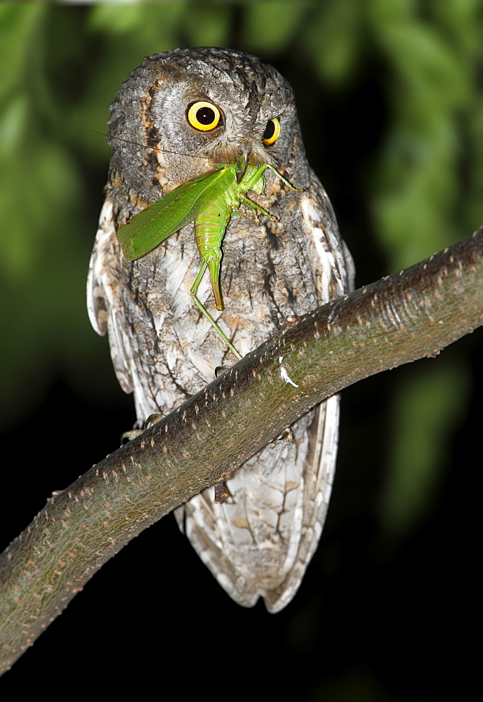 Eurasian Scops Owl eating a grasshopper at night, Spain 