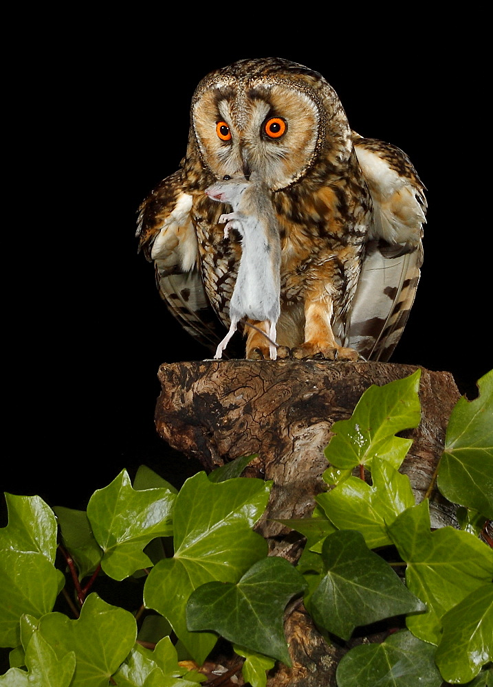 Long-eared Owl eating a mouse at night, Spain 