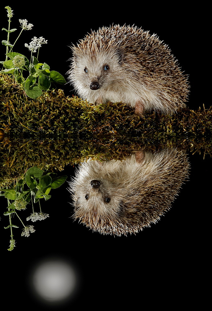 European hedgehog and its reflection in the moonlight, Spain