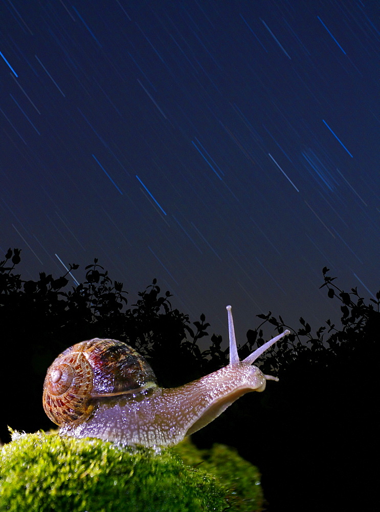 Burgundy snail in the stars, Spain 