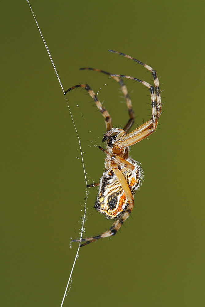 Golden silk orb-weaver on web, Spain 