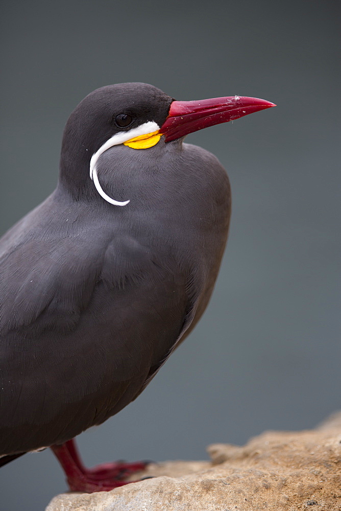 Inca tern on rock, Pescadores guano island  Peru