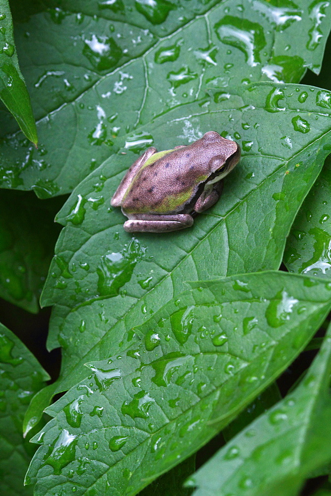 Immature Green Tree Frog on a leaf, France