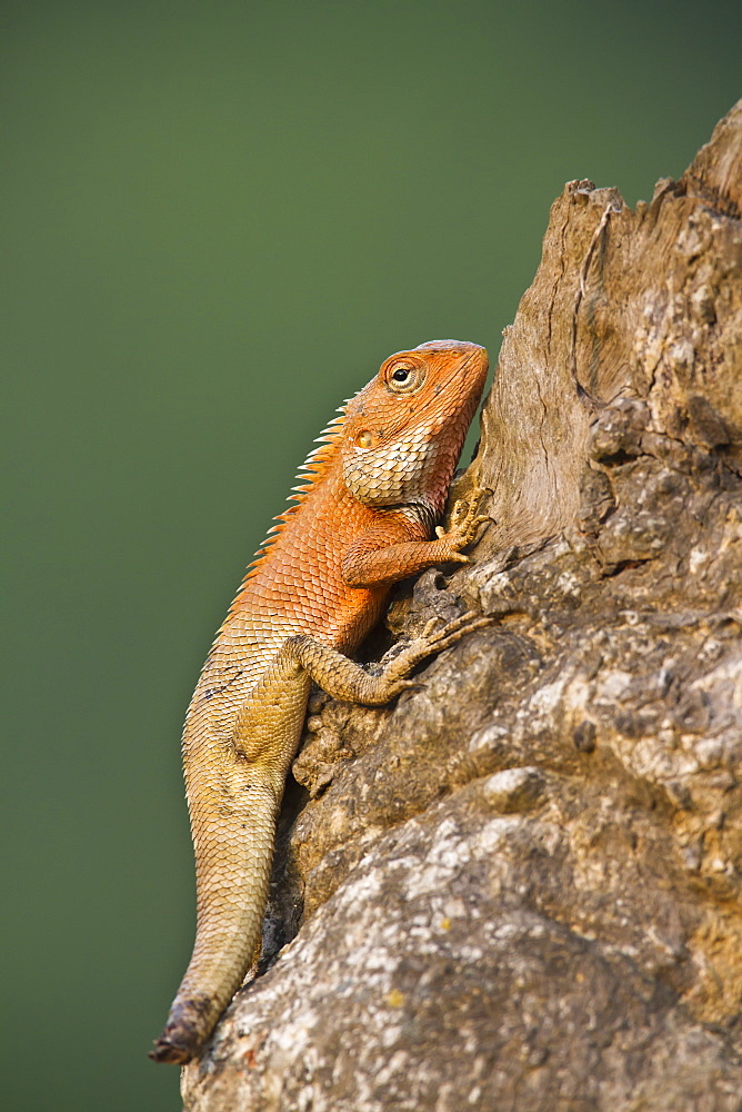 Oriental garden lizard with cut tail, Royal Bardia NP Nepal