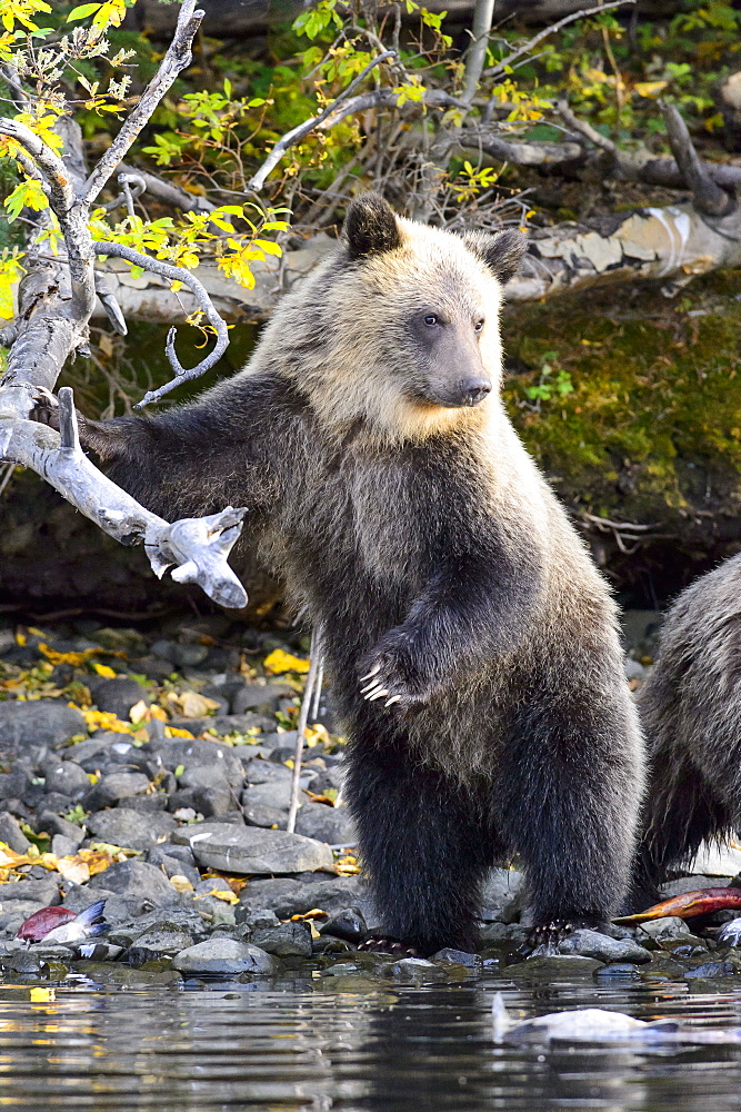 Grizzly bear cub standing on a riverside in Canada