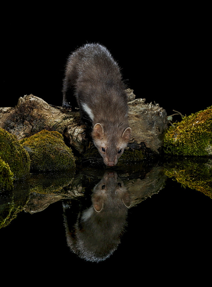 Beech Marten on bank at night and its reflection, Spain