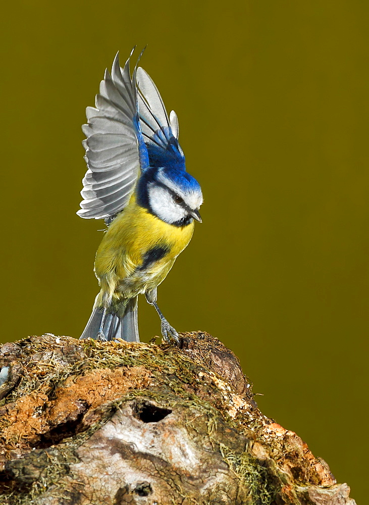 Eurasian Blue Tit on a branch, Spain