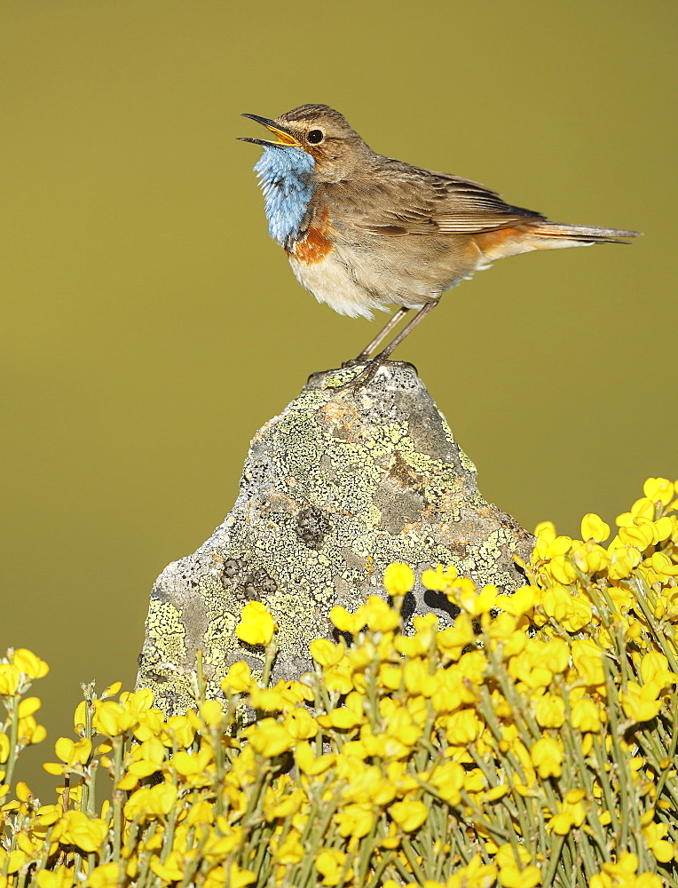 Bluethroat male singing on a rock, Spain