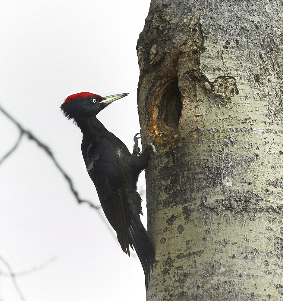 Male Black Woodpecker at nest, Finland