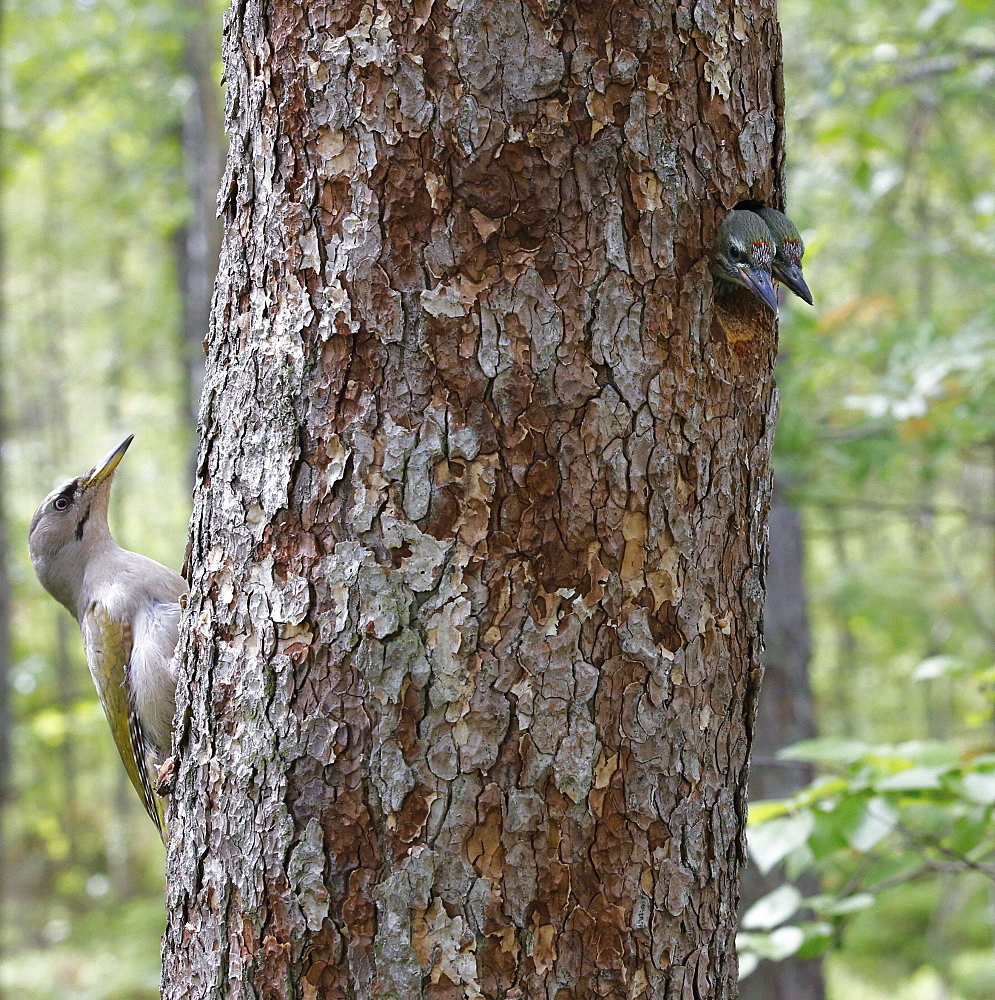 Female Grey-headed woodpecker and chicks at nest, Finland