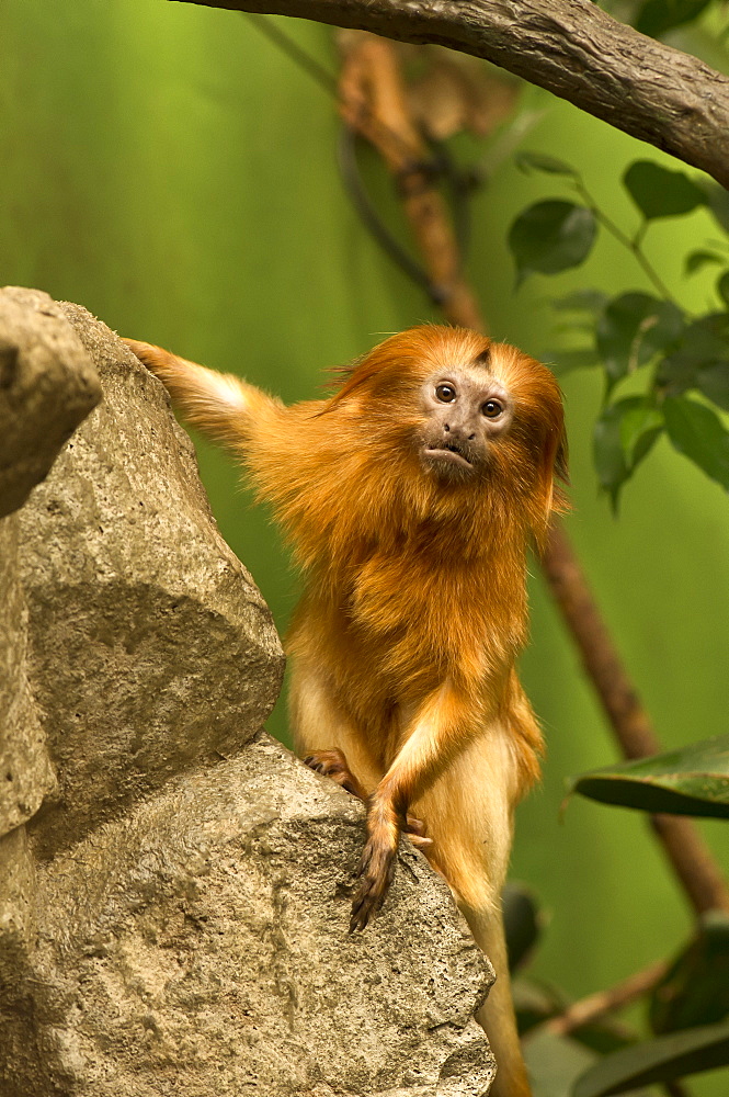 Golden Lion Tamarin on a rock