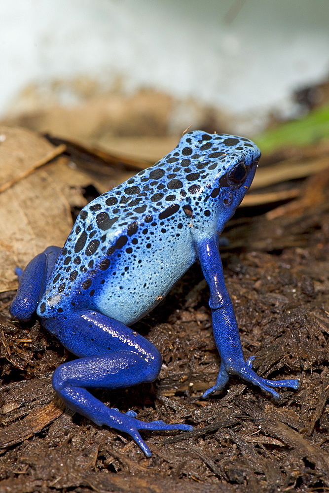 Blue Poison Frog on earth